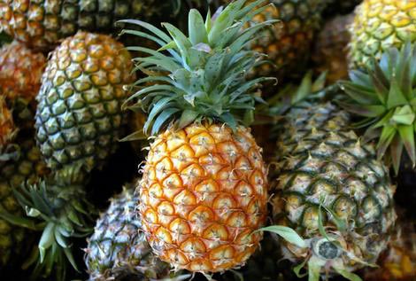 Fresh pineapple, Certification : HACCP, PHYTO, HEALTHY, GAP