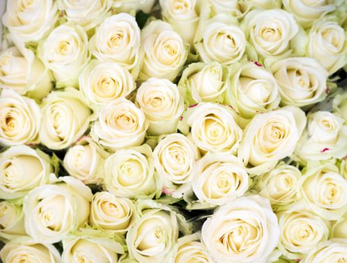 White Roses