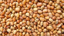 Black Eye Beans Lobiya, Packaging Type : 50kg PP Bags