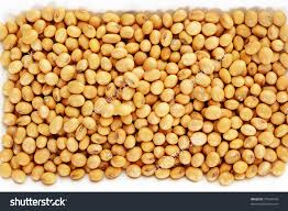 Soybean Seed, Packaging Type : 50kg PP Bags