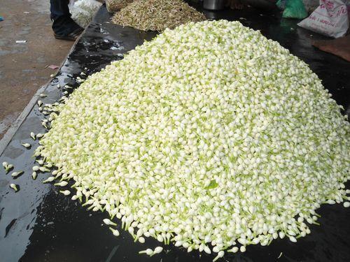 Fresh Jasmine Flowers