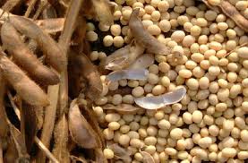 Soyabean, Drying Process : Natural