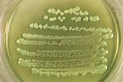 Phosphate Solubilising Bacteria