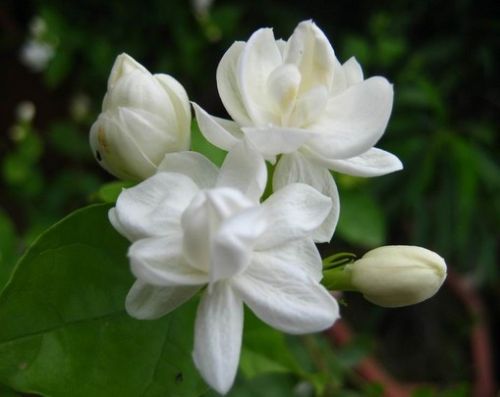 Fresh Jasmine Flowers, For Decorative, Garlands, Occasion : Birthday, Party, Weddings, Etc.