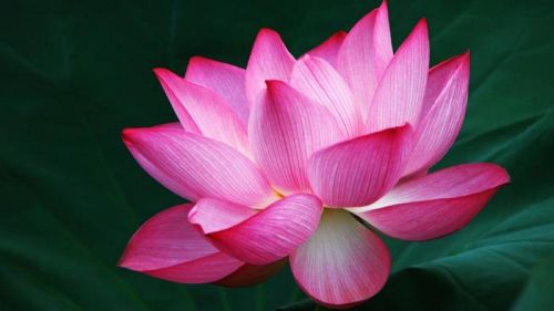 Fresh Pink Lotus Flowers, For Decorative, Garlands, Vase Displays, Occasion : Birthday, Party, Weddings