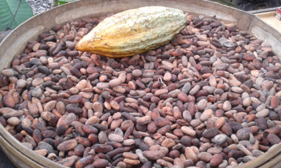 Cocoa beans, Packaging Type : 65kg/bag