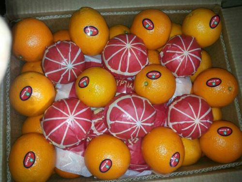 Fresh oranges, Certification : ISO, Packaging Type : yellow