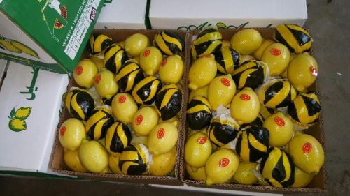 High Quality Lemon, Brand Name : FORWELL, Capacity : 24