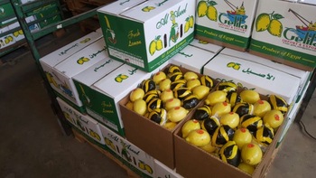 Lemon, Packaging Size : 5kg, 10kg, 15kg