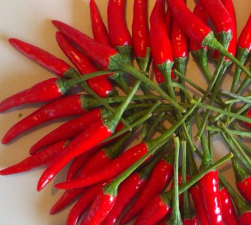 Virgin coconut oil, Type : Cold Pressed