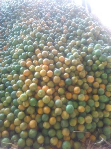 Fresh orange, Supply Type : Supplier