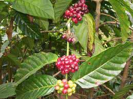 Coffee Plantation