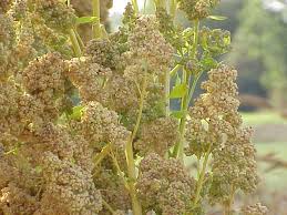 Fresh Crop Raw Quinoa Seeds