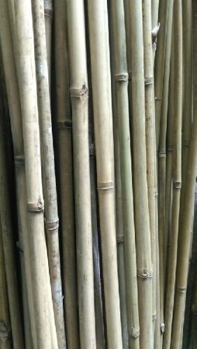 Bamboo poles, Brand Name : Hang Xanh
