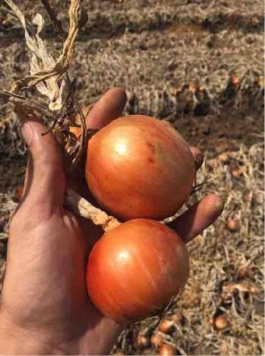Onions, Packaging Size : 50Kg