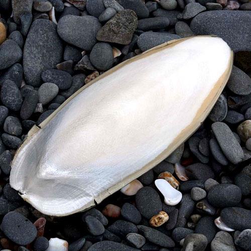 Cuttlefish Bone