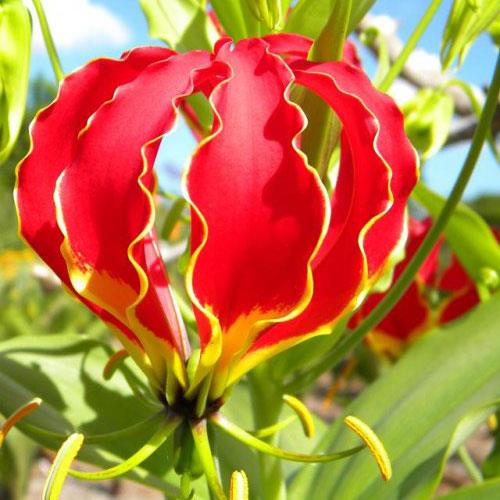 Gloriosa Superba