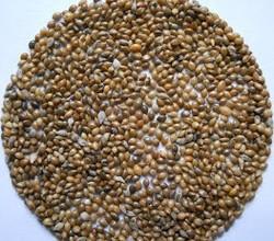 Kodo Millet Seeds, For Cooking, Packaging Type : Gunny Bag, Plastic Bag