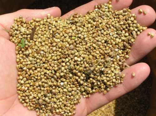 Natural Pearl Millet Seeds, Packaging Type : Green, Light Green