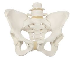 Pelvis Model