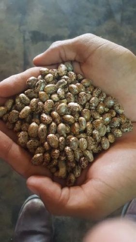 Castor seeds, Packaging Type : PP Bag