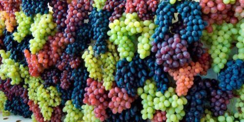 Grapes, Size : Medium