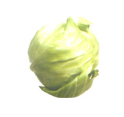 Cabbage