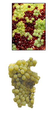 Grapes