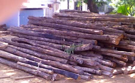 Teak Wood