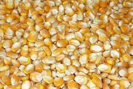 Yellow Maize Seeds