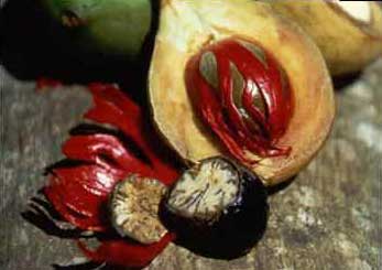 Nutmeg, Cultivation Type : Natural