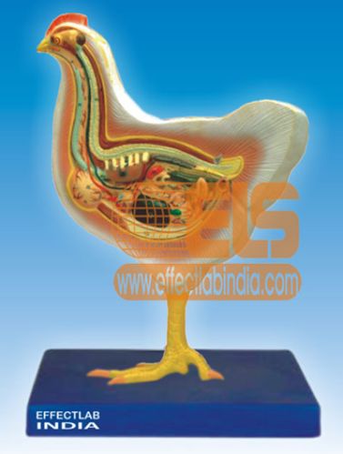 Chicken Dissection Model