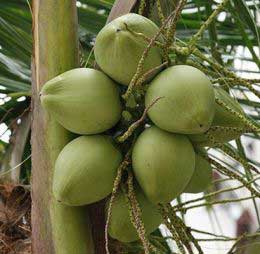 Green coconut, Packaging Type : 20 / 30 Nuts Per Sack