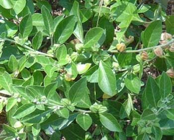 Ashwagandha Honey
