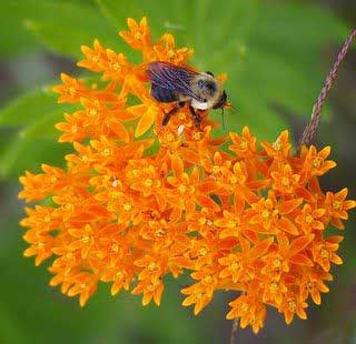 Wild Flora Honey