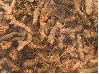 Cypriol Oil, For Perfumery, Natural Perfumery, Medicine, Incense, Form : Liquid