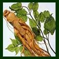 Ginseng