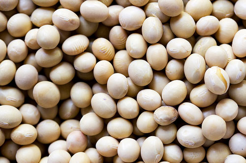 Organic Soybean Seeds