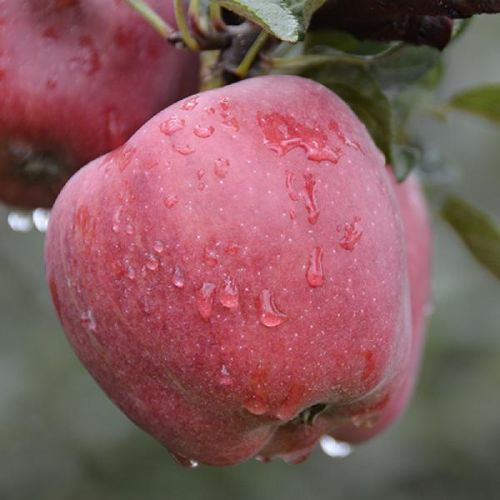 Common fresh apple, Brand Name : LiXian Qin Liang Yuan