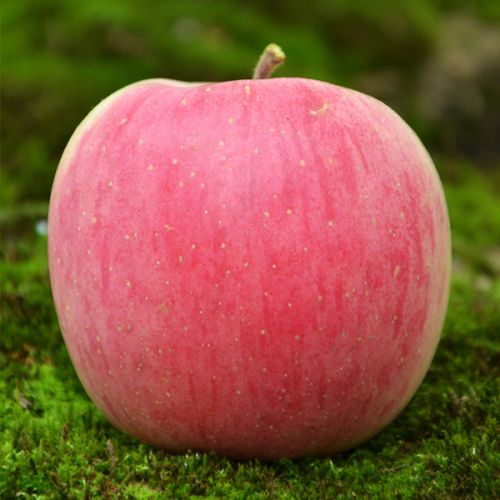 Fuji Apple, Packaging Type : red