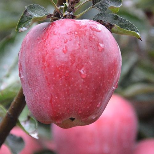 Huaniu Apple, Packaging Type : red