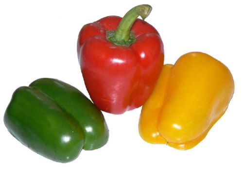 Fresh Capsicum, For Cooking, Packaging Type : Jute Bag