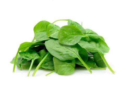 Fresh Spinach, Shelf Life : 5-7 Days