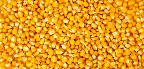 Yellow Corn Seeds, For Human Food, Packaging Type : Container, Plastic Pouch