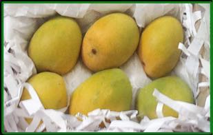 Alphanso Mangoes