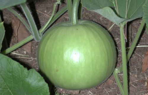 BOTTLE GOURD ROUND