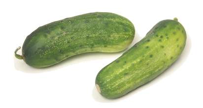 CUCUMBER MEDIUM