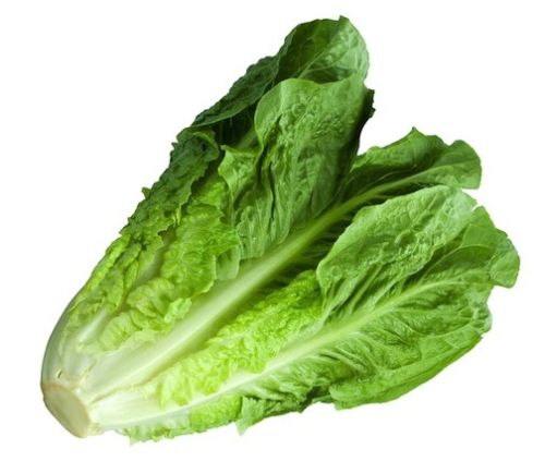 Natural Lettuce, For High Nutritive Value, Packaging Type : Plastic Packet