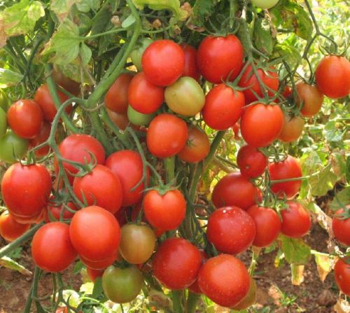 Tomato Cherry