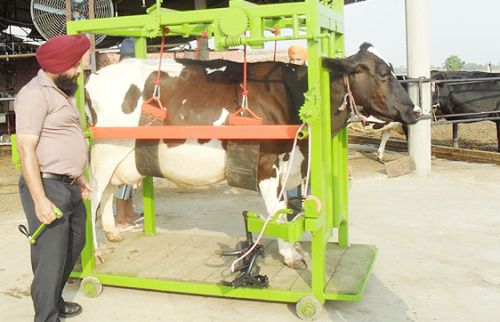 Cow Hoof Trimmer
